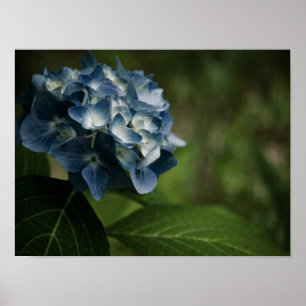 Hortênsia Azul 8519 Impressão