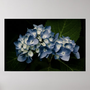 Hortênsia Azul Impressão 8514