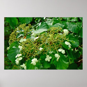 Hortênsia Branca Trepadeira - Poster