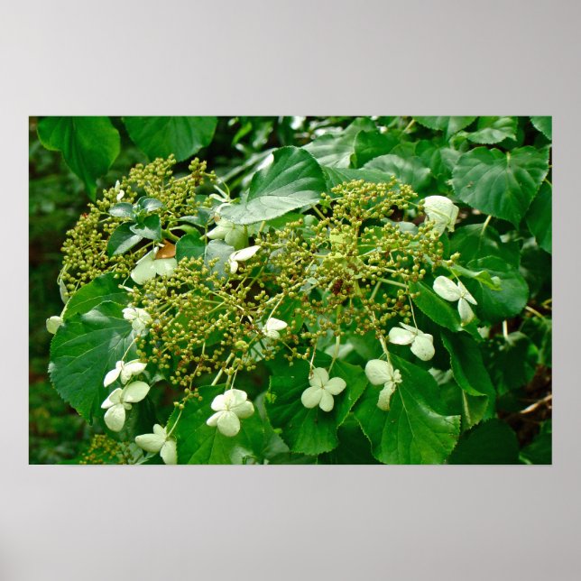Hortênsia Branca Trepadeira - Poster (Frente)