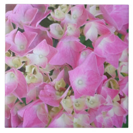 Hortênsia de Folha Grande