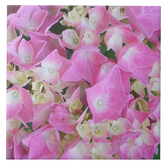 Hortênsia de Folha Grande (Frente)