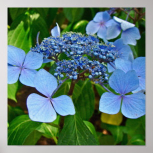 Hortênsia de Renda Azul - Poster