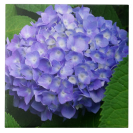 Hortênsia Lavanda