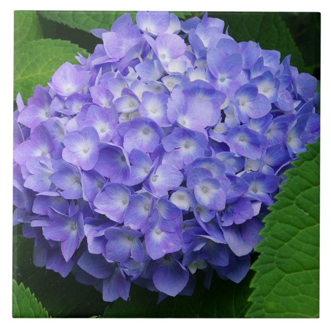 Hortênsia Lavanda (Frente)