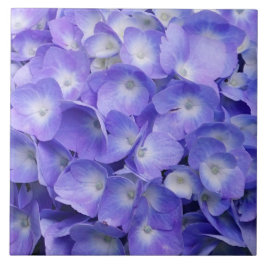 Hortênsia Lavanda