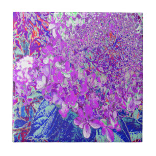 Hortênsia Limelight Azul e Roxo Elegante