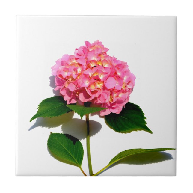 Hortênsia rosa floral rosa flor (Frente)