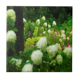 Hortênsias Limelight no Meu Jardim Rubio