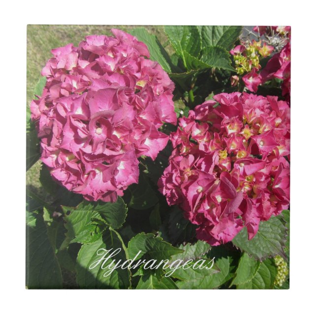 Hortênsias Rosa (Frente)