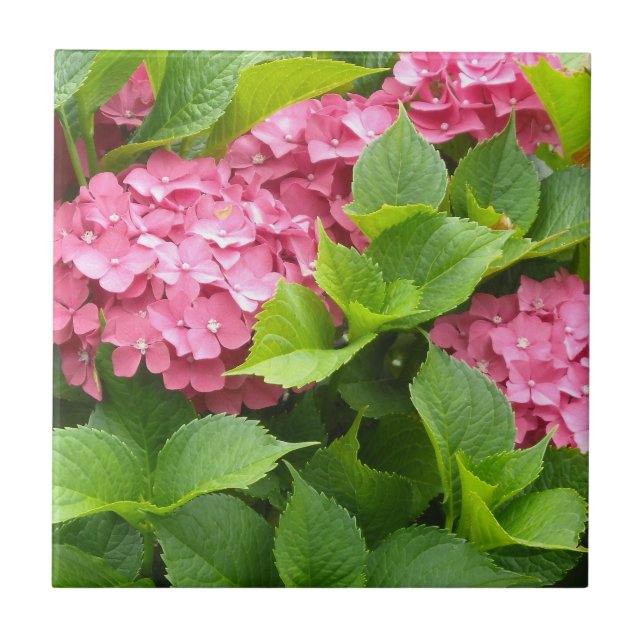 Hortênsias Rosa Intenso (Frente)