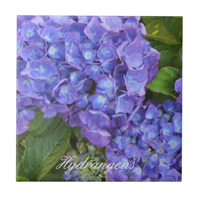 Hortênsias Roxas (Frente)