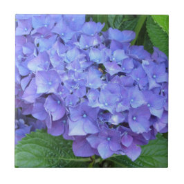 Hortênsias Roxas Elegantes