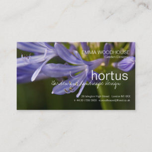 Hortus - cartão de visita do Agapanthus
