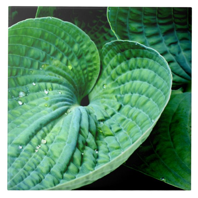 Hosta Heart (Frente)