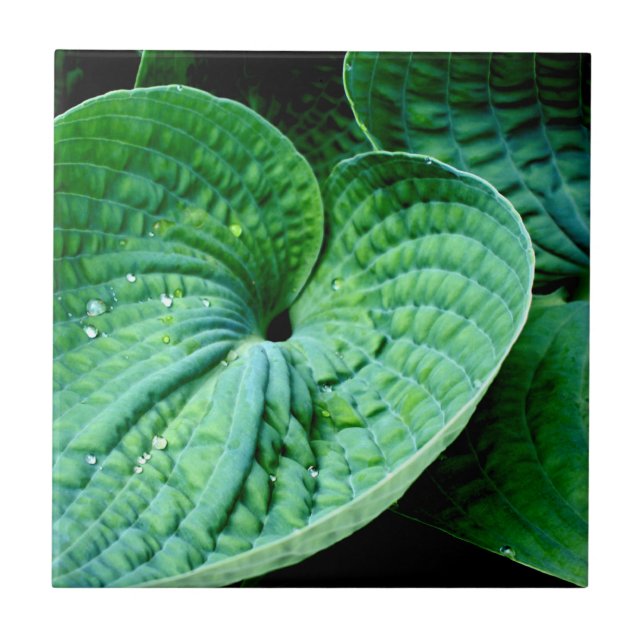 Hosta Heart (Frente)