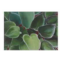 Hostas - limitado