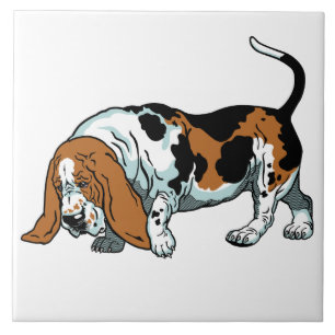 hound basset