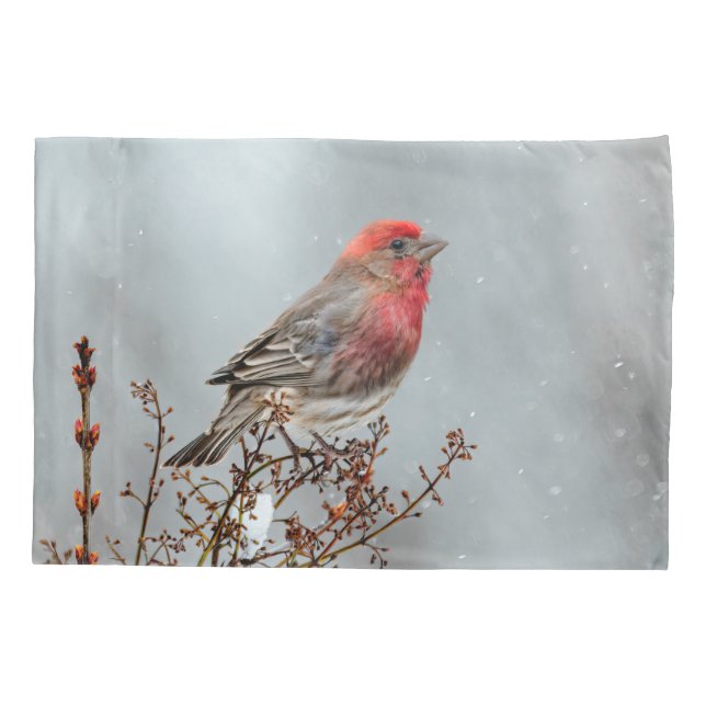 House Finch in Snow - Foto original (Verso)