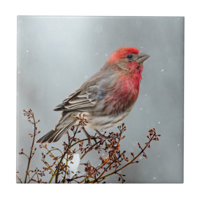 House Finch in Snow - Foto original (Frente)