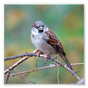 House Sparrow em um Impressão de fotografia escala