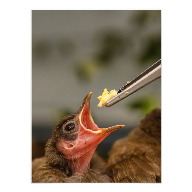 house sparrow nestling Foto Alargamento (Frente)