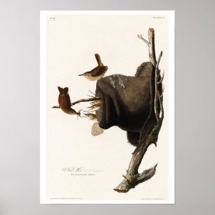 House Wren por Audubon Poster