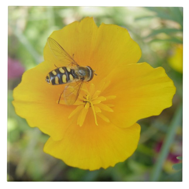 Hoverfly e California Poppy Azulejo (Frente)