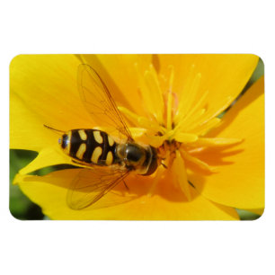 Hoverfly e ímã do prêmio da flor