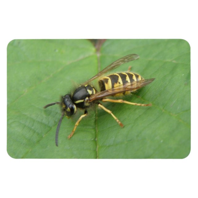 Hoverfly em um ímã Premium Folha (Horizontal)