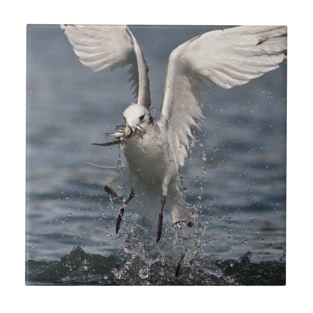 Hovering Kittiwake (Frente)