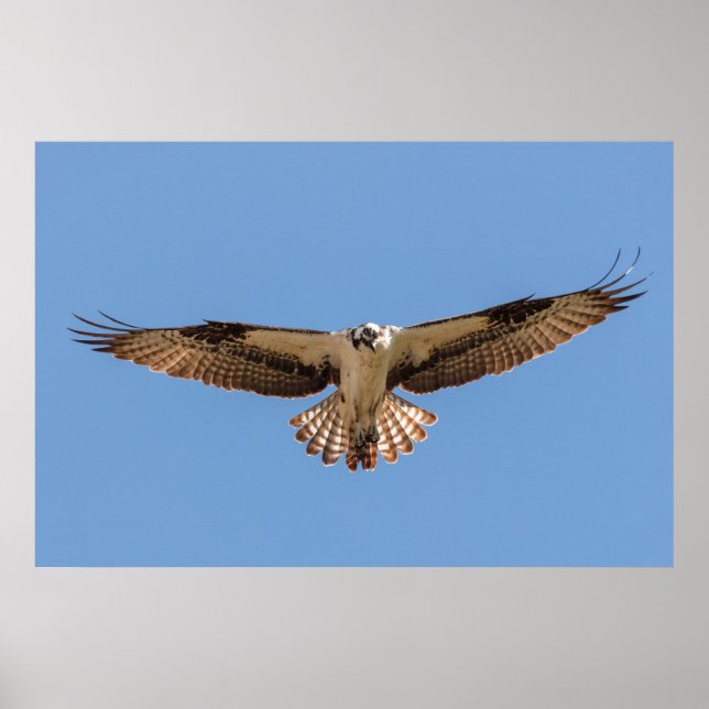 Hovering Osprey Poster (Frente)