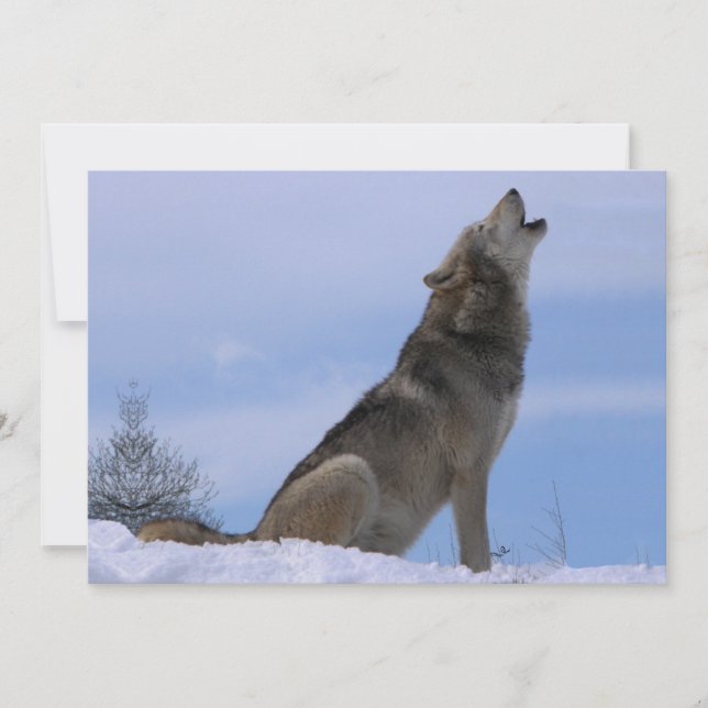 Howling Alaskan Timber Wolf (Frente)