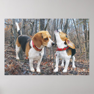 Howling Beagle & Beagle Buddy em Woods Poster
