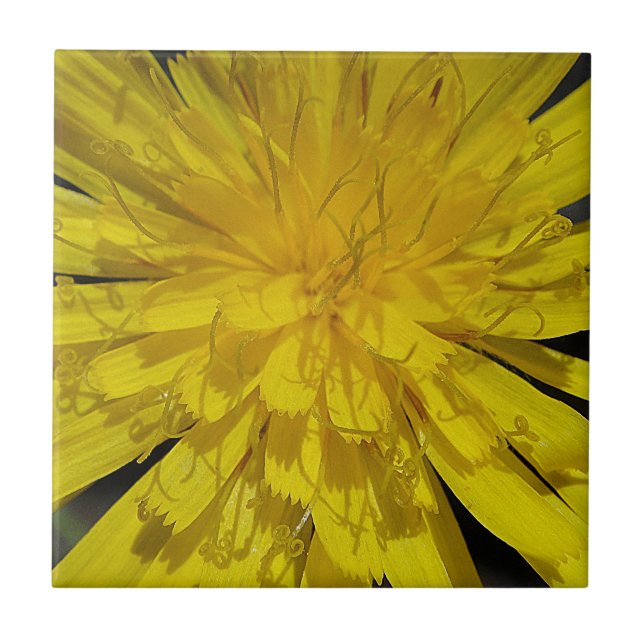 Hübsche Löwenzahnblüte (Frente)