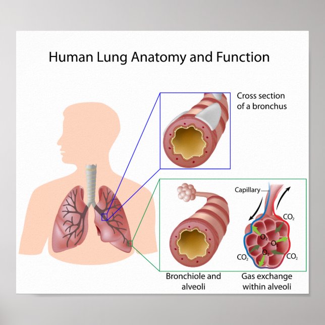Human lung anatomy and function Poster (Frente)