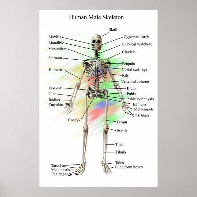 Human Male Skeleton poster (Frente)