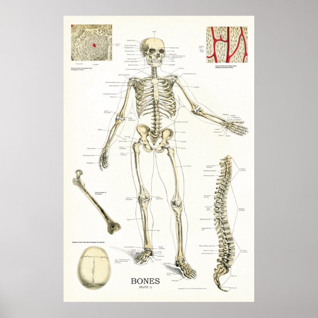 Human Skeletal Anatomy Poster 24 x 36 (Frente)