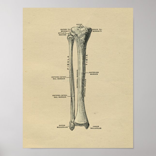 Human Tibia Anatomy 1902 Vintage Impressão (Frente)