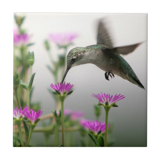 Hummingbird (Frente)