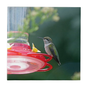 Hummingbird