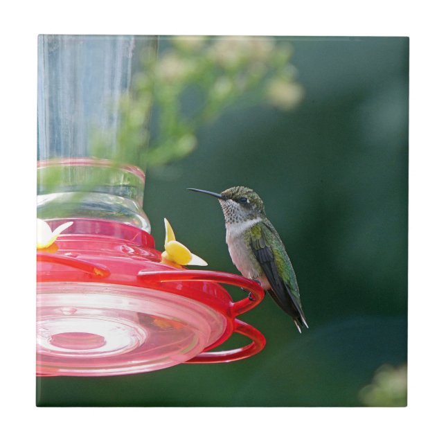 Hummingbird (Frente)