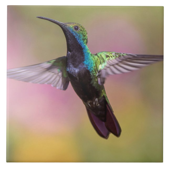 Hummingbird (Frente)