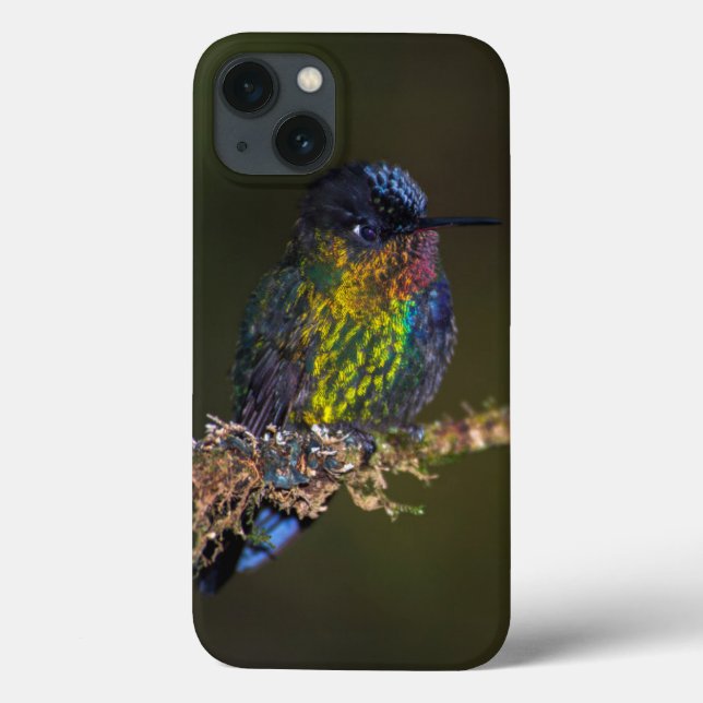 Hummingbird (Verso)