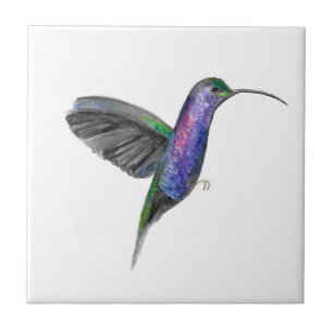 Hummingbird Aves Selvagem Aquarela Colorida