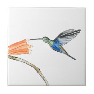 Hummingbird Aves Selvagem Aquarela Colorida