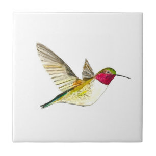 Hummingbird Aves Selvagem Aquarela Colorida