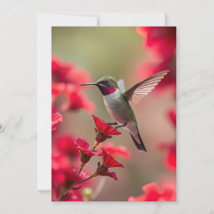 Hummingbird - Cartão de Saudação Simples