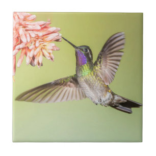 Hummingbird Colorido no Voo