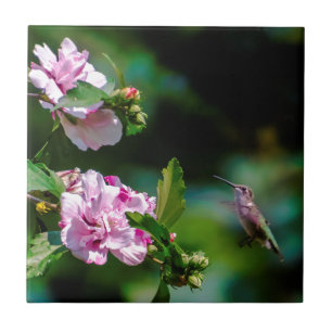 Hummingbird com garganta de rubi - Fotografia orig